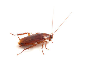 American cockroach on a white background. Periplaneta americana.