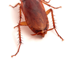 American cockroach on a white background. Periplaneta americana.