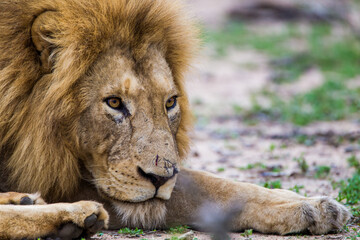 Naklejka premium African male lion sitting on the ground at the edge of a water hole in South Africa