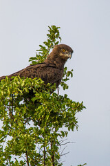 Brown Snake Eagle perching in a tree overlooking the grassland in the Kruger Park, South Africa