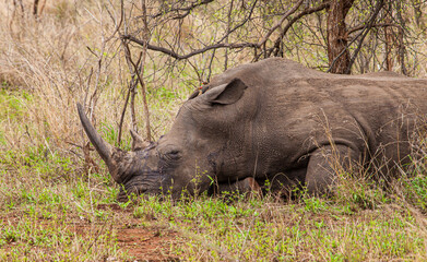 Obraz premium Southern White Rhino sleeping in the shade of a thorn tree in South Africa
