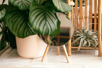 Potted houseplant Calathea orbifolia and mirror in a decorative frame on the table in home interior.Biophillia design.Urban jungle.Selective focus, close up.