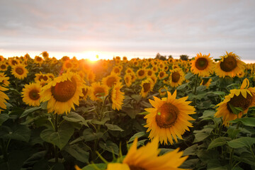 Fototapeta premium Scenic View Of Sunflower Field Against Sky During Sunset. Close up.