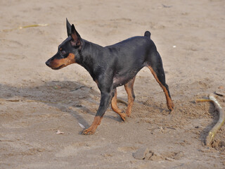 portrait of a dog