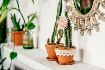 Cacti in pots and a mirror hanging on a white wall in a decorative frame in a home interior.Biophillia design.Urban jungle.Selective focus, close up.