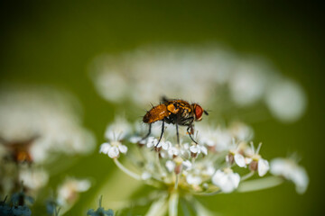 fly