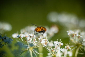 Naklejka premium fly