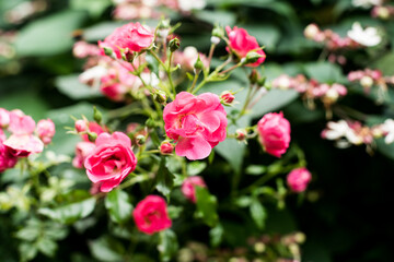 Fototapeta premium red rose bush