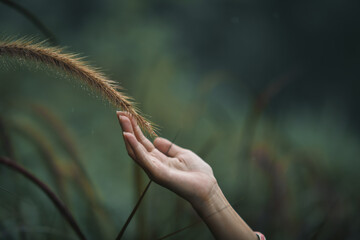 Fototapeta na wymiar Close-up of a woman's hand touching a misty grass flower in the rainy season.