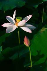 진흙에서 자라지만 정갈한 연꽃