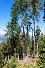 a fir forest on the Rodenecker and Lusner or Rodengo and Luson plateau in south tyrol, in the Isarco Valley, in South Tyrol, Italy