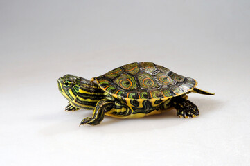 Meso-American slider // Mittelamerikanische Schmuckschildkröte (Trachemys venusta)