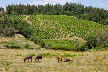 Rural scene with four donkeys grazing on the rolling hills planted with vineyards in Castellina in Chianti, in Tuscany, Italy 
