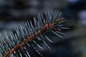 close up of thorns