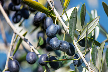 Close up of ripe black olives and leaves of an olive tree on a sunny day.