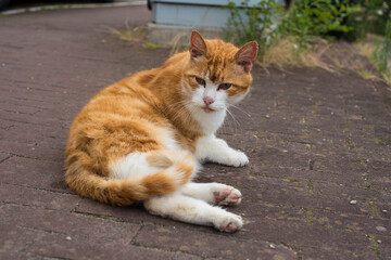 ginger cat on the Amsterdam street