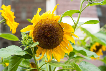 sunflower in a field