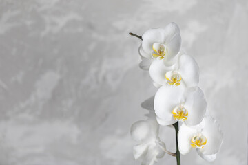 beautiful white orchid flowers on a light concrete background with copy space, spa and beauty concept
