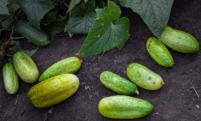 Cucumbers lying on the ground near a cucumber leaf