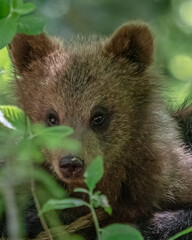 Bär