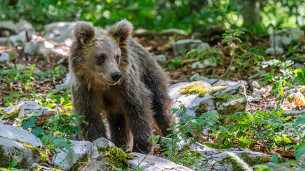 junger Bär © Andreas