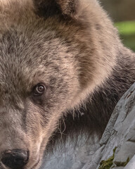 Bär