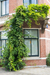 brick wall building  with ivy in Amsterdam