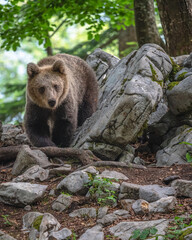 Fototapeta premium Bär