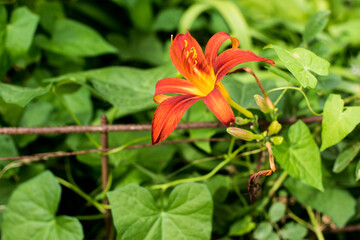 tiger lily orange flower in the garden