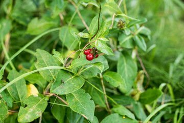red berry in the green grass