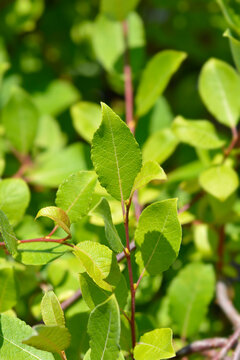 Kilmarnock Willow