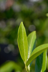 Laurel cherry Schipkaensis