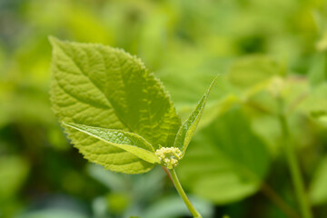 Smooth hydrangea Annabelle