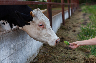 A cow on a farm hand-fed a cucumber