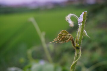 spider on a flower