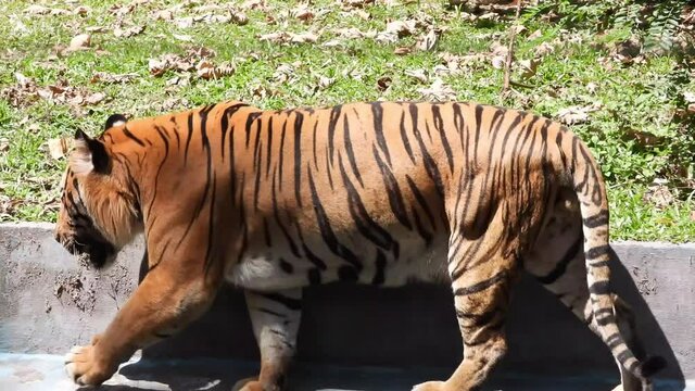 4k B Roll video clips of royal bengal tiger wildlife