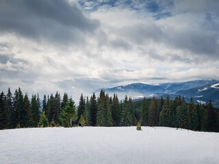 View from the top peak of the Bukovel ski resort, Ukrainian Carpathians. Beautiful winter panorama of snowy mountains ridge, and fir woods on the foregroud