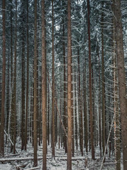 Fir forest stems texture. Tall pine trees trunks patterns. Winter forest abstract background. Snowy woodland, seasonal scene