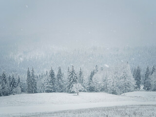 Winter snowfall landscape in Carpathian mountains. Wonderful idyllic snowing scene with a bench under a lone tree in front of a coniferous forest under snow. Foggy white woodland scenery