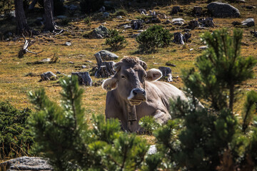 Kühe auf der Bergwiese