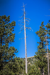 Toter Baum im Kiefernwald