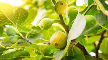 Fig tree with fruits. A branch of an indigo tree with ripening fruits