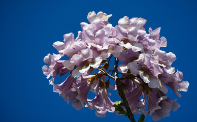 Flowers of Paulownia tomentosa tree against blue sky in public landscape city park 'Krasnodar' or...