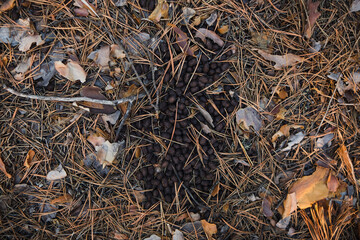 Feces in the woods, natural background. Excrements of wild animals.