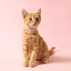 A cute red kitten on a pink background. Playful and funny pet, blank for advertising, poster, sale, veterinary clinic. Copy space.