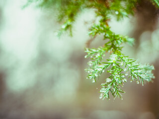 Melting snow or dew on the green thuja with water drops