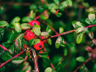 Autumn natural background with red gaultheria. Fall background with red gaultheria berries shrub, close up