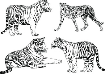 Obraz na płótnie Canvas vector drawings sketches different predator , tigers lions cheetahs and leopards are drawn in ink by hand , objects with no background