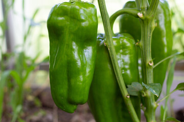 A large green pepper is hanging on a branch in a greenhouse. Close-up. Vegetables in the garden.