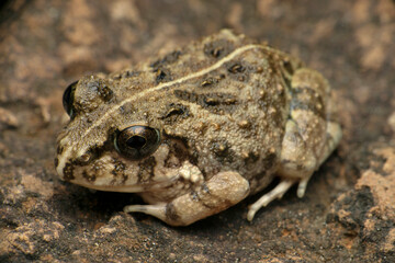 Indian burrowing frog, Sphaerotheca breviceps, Satara, Maharashtra, India